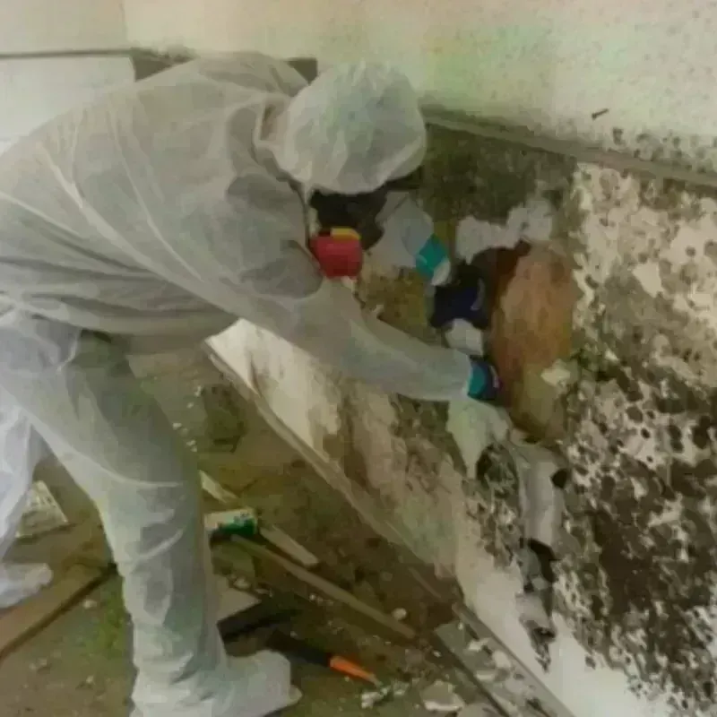 Mold Remediation and Removal in Coldwater, MS